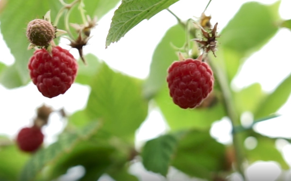 Himbeeren