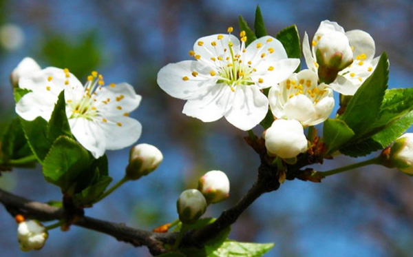 Kirschblüte